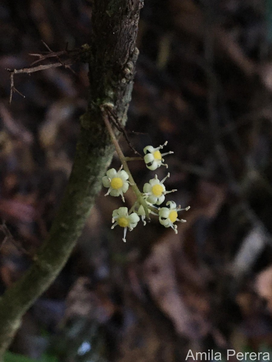 Semecarpus marginatus Thwaites